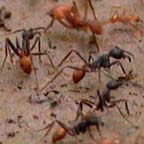 army ants